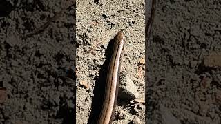 Züngelnde Blindschleiche in der Schorfheide in Nahaufnahme. #nature #tiere #blindschleiche