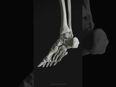 Foot flexion and extension