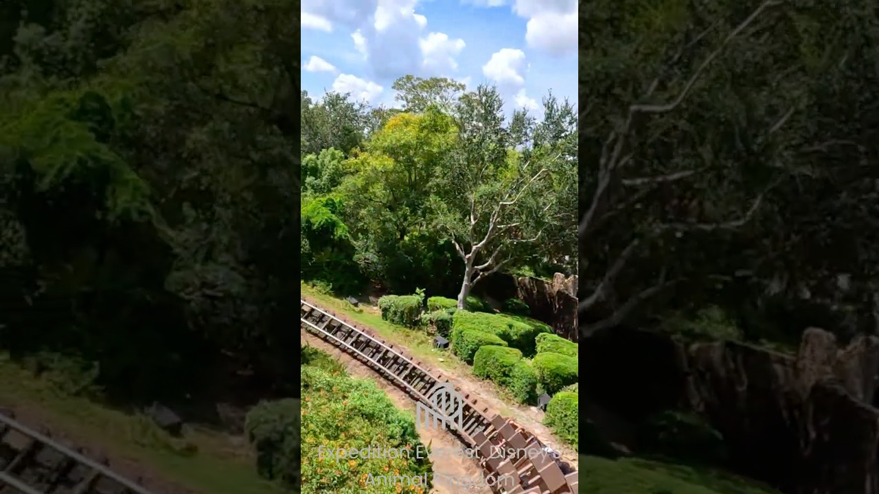 Expedition Everest, Disney's Animal Kingdom  #rollercoaster #themepark