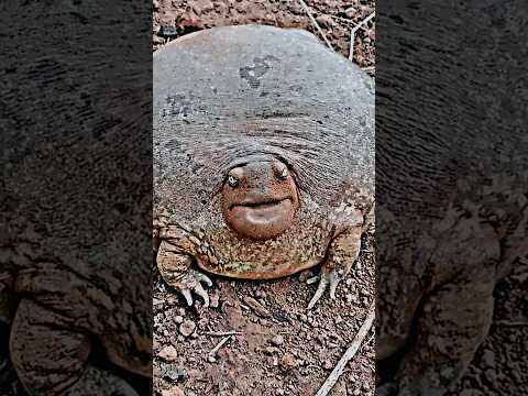 Why Frogs Hate This Insect?😰🐸