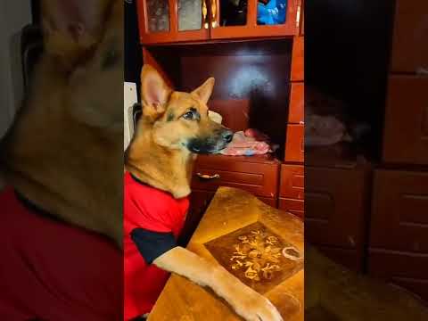 mi compañera la que nadie quiere 🐶🐶🐶🙄
