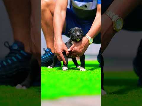 #doglover #bestshort #dog #viral #shortvideo