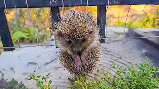 金網に挟まれた小さなハリネズミを救った男性…その後、人生が思わぬ方向へ【感動】