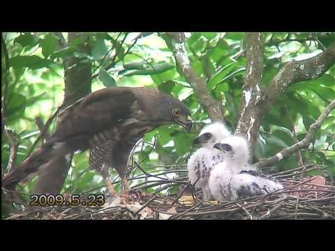 野鳥園地 鳳頭蒼鷹 餵食大餐 - YouTube(14分27秒)