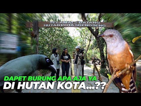 BERBURU BURUNG DI HUTAN KOTA..!!