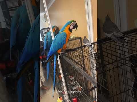 Humans have only tapped into less than 10% of a parrot’s potential.#parrot #parrotsoftiktok
