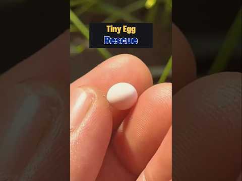 Super Tiny Bird Egg Rescue #bird