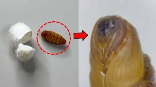 (충격주의) 식용 번데기를 키우면 일어나는 일 ㄷㄷ