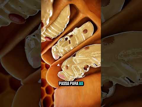 O que acontece quando se adiciona açúcar às abelhas 🐝🧂🍯