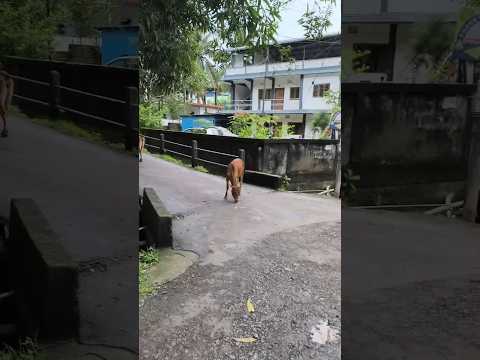 একজন আমাকে ফোন করে লালির কথা বলল #cow#shorts#youtubeshorts#Hello Andaman