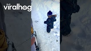 Puppy in a Stroller and Child on a Leash || ViralHog