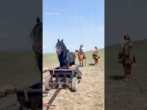 Why Movies Don’t Always Use Real Horses