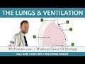 Respiratory System Functions and Structures