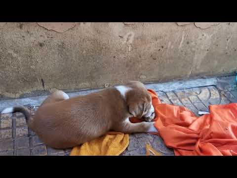 adorable dog and puppy so cute mmmmm original video