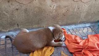 adorable dog and puppy so cute mmmmm original video