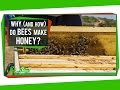Understanding Honey Production by Bees
