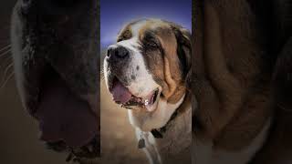 ¡Los 9 Perros Más Peligrosos y Asesinos! 🐕⚠️ #perrospeligrosos #viralshorts #shorts #TopPerros