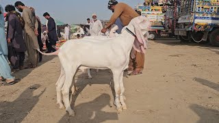 11 تاریخ 2025 کی منڈی محمد پور پاکستان کی سب سے بڑی اور سستی اچھی نسل کے بکرے 2026 والے 😯