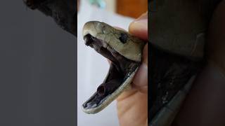 Is the Black Mamba the Most Dangerous Snake?