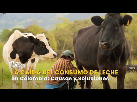 La Caída del Consumo de Leche en Colombia: Causas y Soluciones – TvAgro por Juan Gonzalo Angel