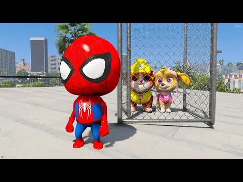 BEBE ARANHA PRENDEU os CACHORROS DA PATRULHA CANINA EM UMA JAULA no GTA 5