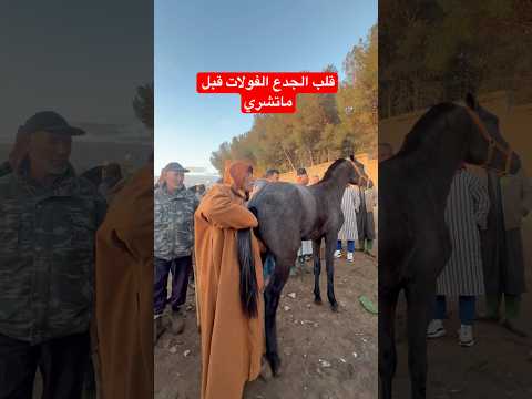 قلب الفولات الجدع قبل ماتشريه بلا تخاف