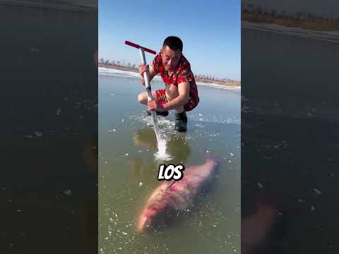 El agua está congelada 😭 Los peces están muriendo... 😥
