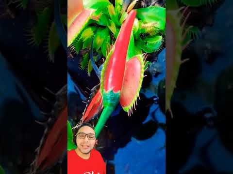 شاهد اغرب تجربة نباتات تاكل فلفل 🌶 مش هتصدق  !!! AMAZING  !!! pepper-eating plants  #shorts