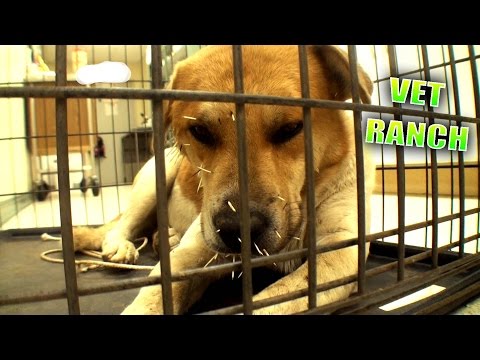 Homeless, Scared, and Full of Quills
