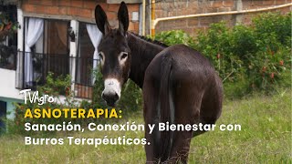Asnoterapia: Sanación, Conexión y Bienestar con Burros Terapéuticos – TvAgro por Juan Gonzalo Angel