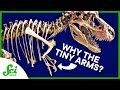 Giant Ichthyosaurs and T-Rex Insights