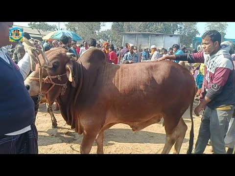 @ শনিবার ২৪ ডিসে"২৪|| খামার উপযোগী হাট সেরা শাহীওয়াল জাতের ষাঁড় গরুর দাম খোঁচাবাড়ী হাটে| ঠাকুরগাঁও|