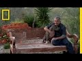 Understanding Dogs and Curiosity