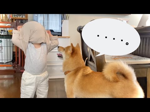 娘のいないいないばぁに反応してしまう柴犬