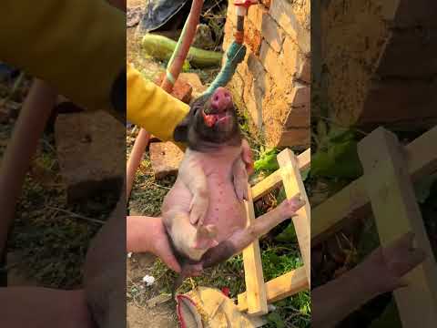 The little pig eats sausages. Cute pet debut plan. Pig. Golden Sun original