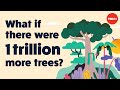 Tree Carbon Sequestration and Climate Change