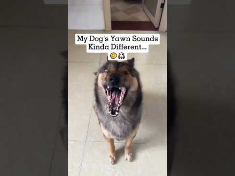 Are They Pretending to Yawn?#dog #dogs
