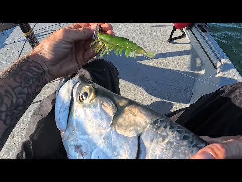 I Caught A Tarpon On A Banned Lure!