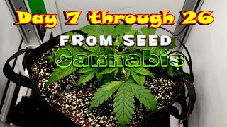 Stealth Apartment Grow