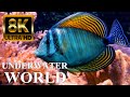 Marine Life Characteristics and Adaptations