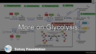 More on Glycolysis