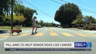 Pill aims to help senior dogs live longer