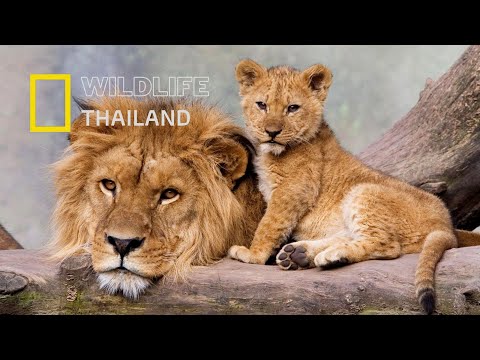 นี่คือสิ่งที่แมวพร้อมทำเพื่อปกป้องลูก |สารคดีสัตว์ WILDLIFE