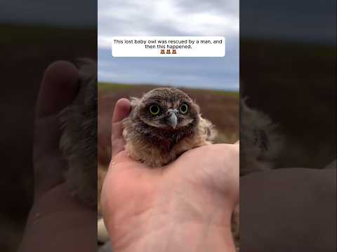 This lost baby owl was rescued by a man, and then this happened #animalshorts #shortsvideo