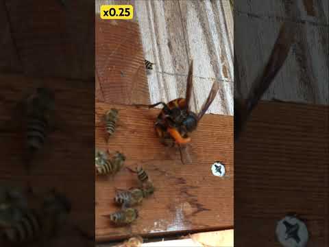 Giant Hornet Attack! Honeybee Counterstrike