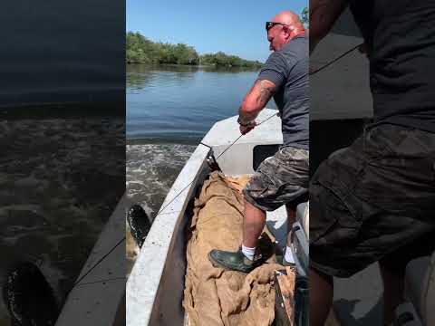 Louisiana Alligator Season!!! Swamp People!!! Bayou Life!!! #realitytvshow #reptile #bayou #fishing