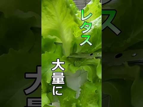 部屋で簡単大量レタス！