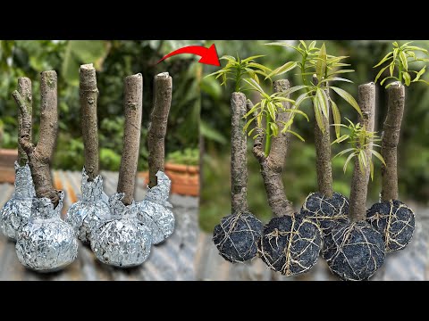 Great idea of propagation Mango trees from cuttings using aluminum foil paper - 100% Success