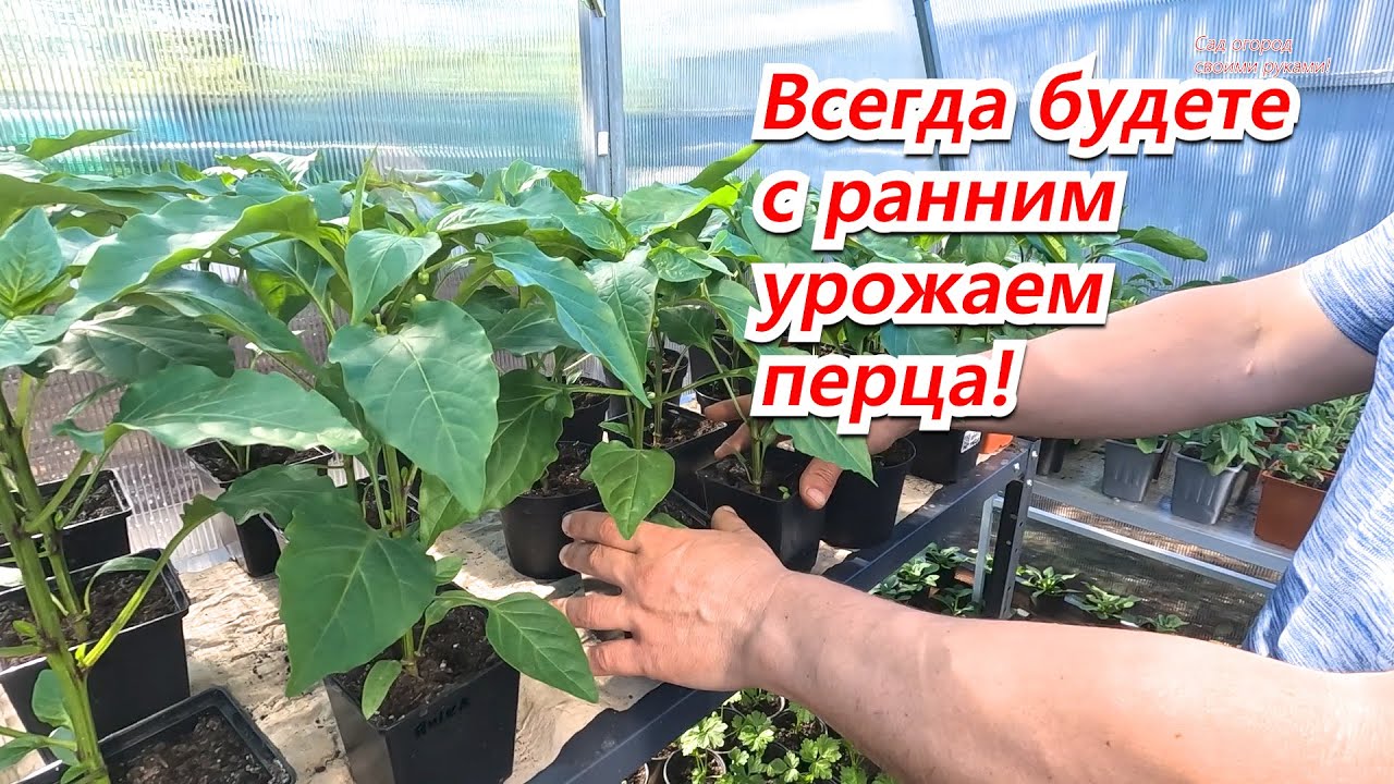 У вас будет самый ранний перец! Посадите его так, как сажаем мы!