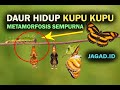 Kupu-Kupu dan Metamorfosisnya